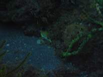 ant07_CB_0875.JPG