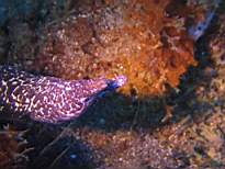 ant07_CB_0882.JPG