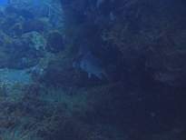 ant07_CB_0884.JPG