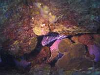 ant07_CB_0898.JPG