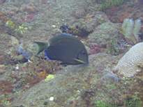 ant07_CB_0900.JPG