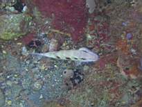 ant07_CB_0901.JPG
