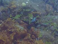 ant07_CB_0903.JPG