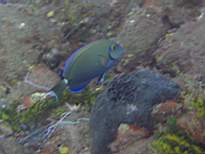 ant07_CB_0905.JPG