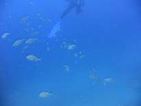 ant07_CB_0934.JPG