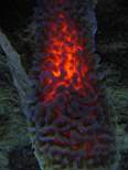 ant07_CB_0936.JPG