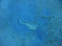 ant07_CB_0937.JPG