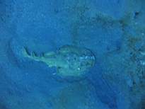 ant07_CB_0938.JPG
