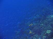 ant07_CB_0950.JPG