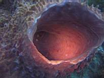 ant07_CB_0951.JPG