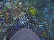 ant07_CB_0953.JPG