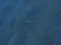 ant07_CB_0959.JPG