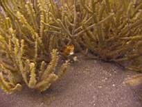 ant07_CB_0961.JPG