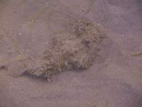 ant07_CB_0965.JPG