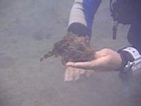 ant07_CB_0967.JPG