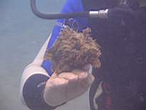 ant07_CB_0968.JPG