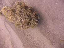 ant07_CB_0973.JPG