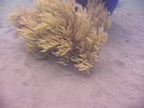 ant07_CB_0974.JPG