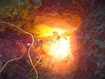ant07_CB_0981.JPG