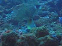 ant07_CB_0982.JPG