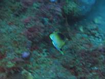 ant07_CB_0983.JPG