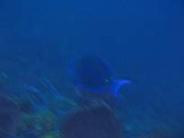 ant07_CB_0985.JPG