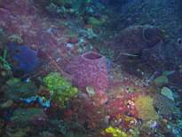 ant07_CB_0987.JPG