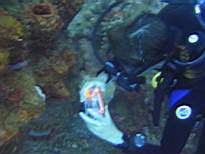 ant07_CB_0993.JPG