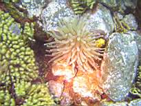 ant07_CB_0996.JPG