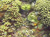 ant07_CB_0997.JPG
