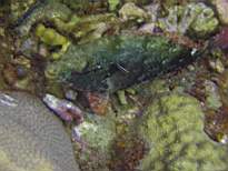 ant07_CB_0999.JPG