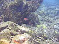ant07_CB_1000.JPG
