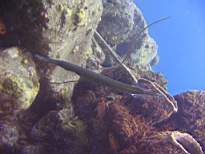 ant07_CB_1002.JPG