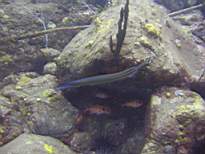 ant07_CB_1003.JPG