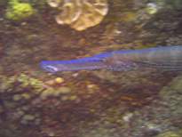 ant07_CB_1004.JPG