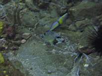 ant07_CB_1006.JPG
