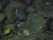 ant07_CB_1007.JPG