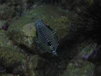ant07_CB_1008.JPG