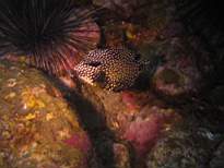 ant07_CB_1009.JPG
