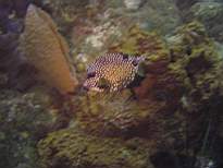 ant07_CB_1010.JPG