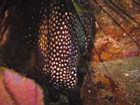ant07_CB_1011.JPG