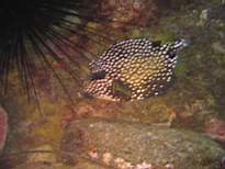 ant07_CB_1012.JPG