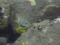 ant07_CB_1013.JPG