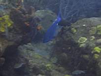 ant07_CB_1014.JPG