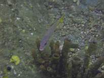 ant07_CB_1015.JPG