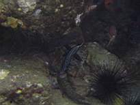 ant07_CB_1016.JPG