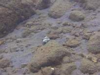 ant07_CB_1017.JPG