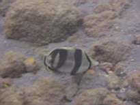 ant07_CB_1018.JPG