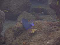 ant07_CB_1020.JPG