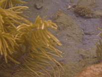 ant07_CB_1021.JPG